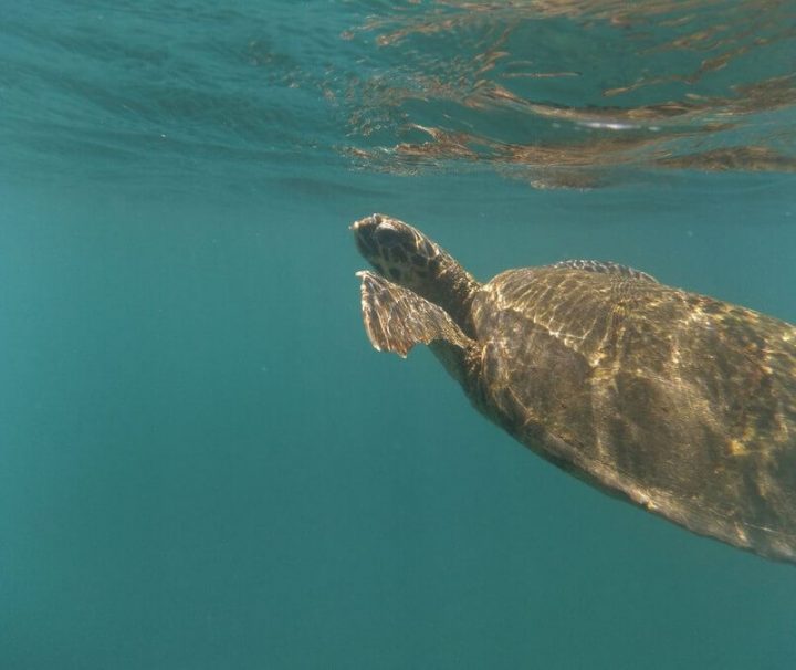 Swimming Galapagos turtle
