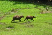 Capybaras in Iquitos Rainforest Peru