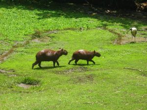 Capybaras in Iquitos Rainforest Peru