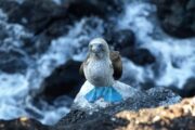 Blue Footed Booby jan van gent in Galapagos