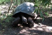 Giant Galapagos tortoise