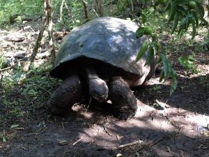 Giant Galapagos tortoise
