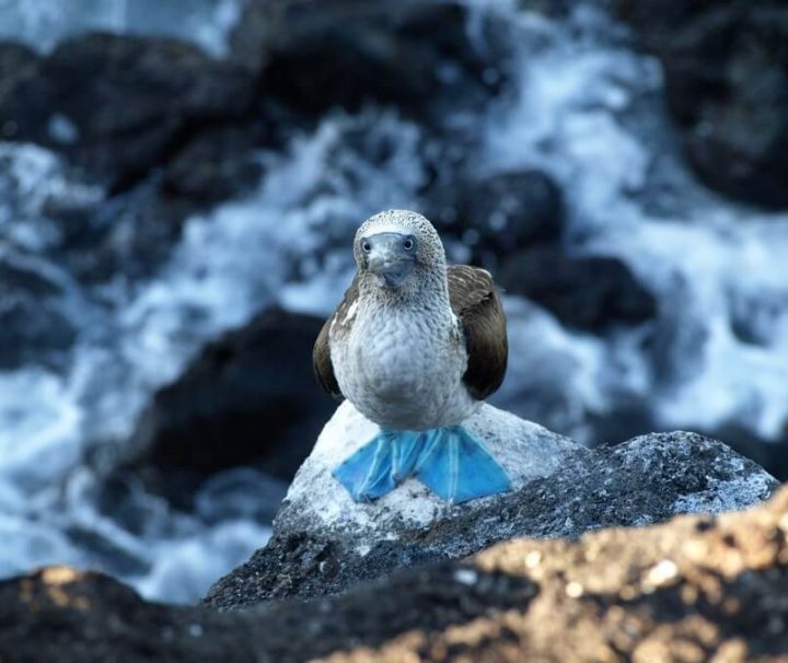 Blue footed Booby Galapagos Ecuador