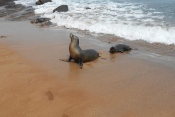 Sea lion Galapagos tour Ecuador