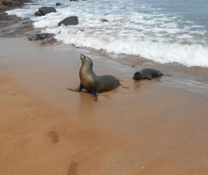 Sea lion Galapagos tour Ecuador