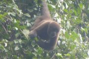 Wooler Monkey in the Amazon