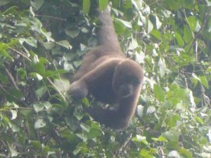 Wooler monkey Cuyabeno Amazon