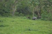 giant tortoises on the Galapagos Islands