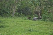 giant tortoises  on the Galapagos Islands