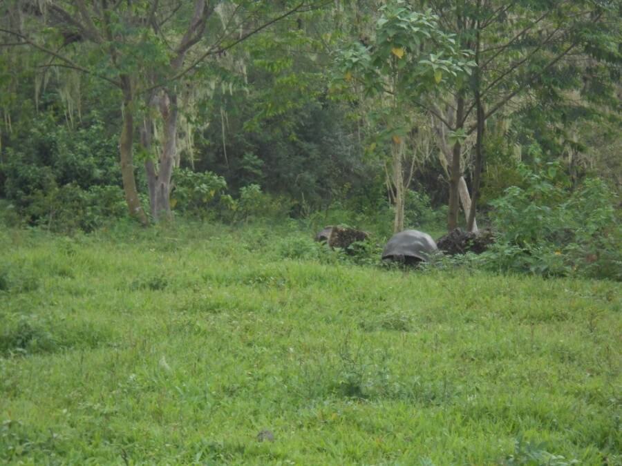 giant tortoises on the Galapagos Islands