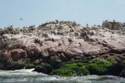 Islas Ballestas wildlife