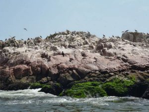 Sea lions Islas Ballestas tours