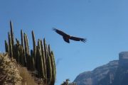 Condor in Colca Canyon