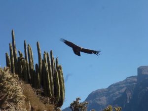 Condor cactus Colca Canyon