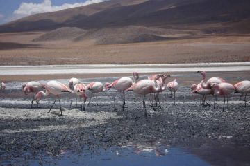 Salar tour flamingos Bolivia reis
