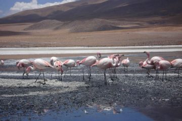 Flamingos Salar tour Bolivia