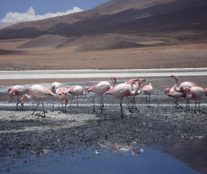 Flamingos Salar tour Bolivia