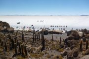 Inca Wasi Cacti Island