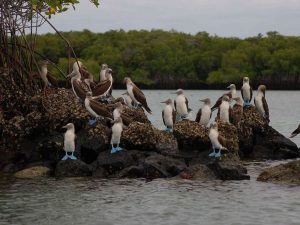 blue footed boobies Galapagos tour Ecuador