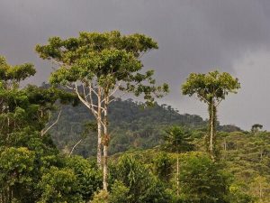 Hakuna Matata Jungle tour Ecuador