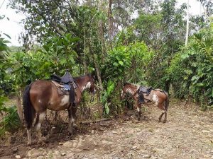 Hakuna Matata paarden tour