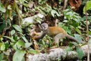 Squirrel monkey in the Amazon