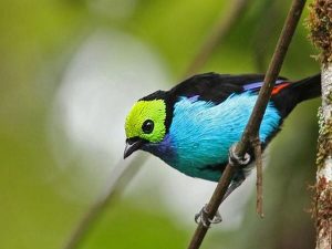 Hakuna Matata vogel tour Ecuador