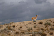 Vicuña on the Chimborazo