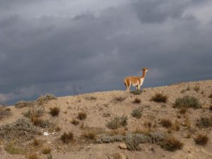 Vicuña Chimborazo Volcano