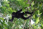 Spider monkey in the Amazon