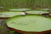 Victoria Water Lelies Iquitos tour Peru