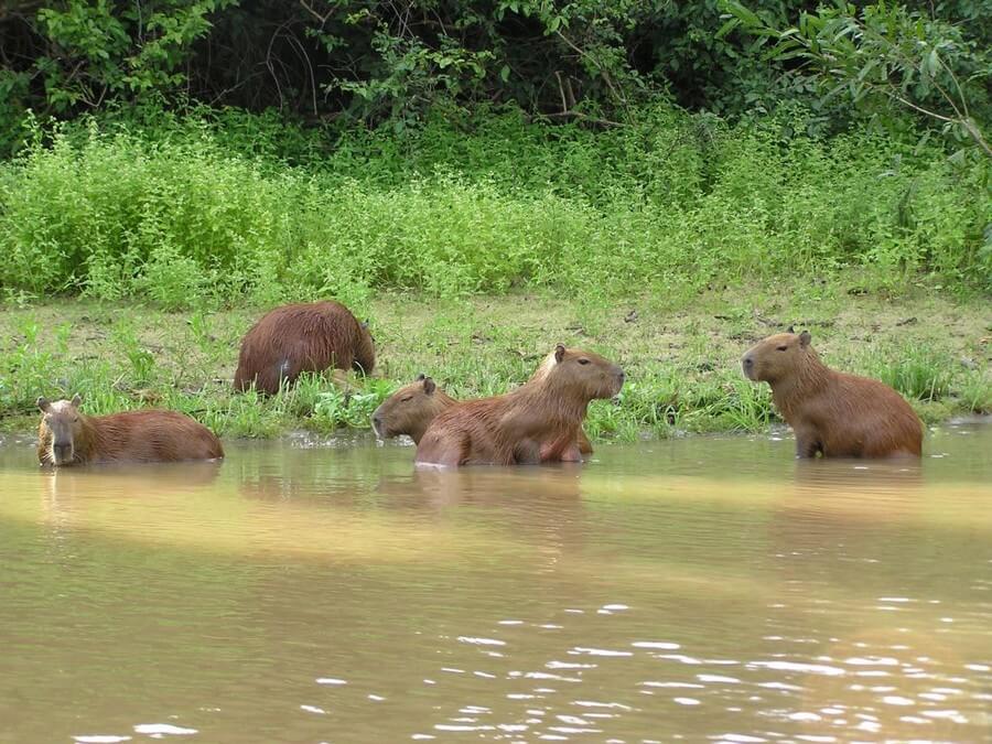 Capybaras in Amazone regenwoud