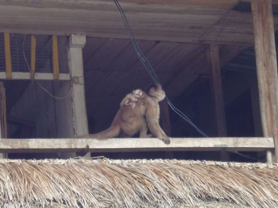 Cappuchijn aap Missahualli huurauto tour Ecuador