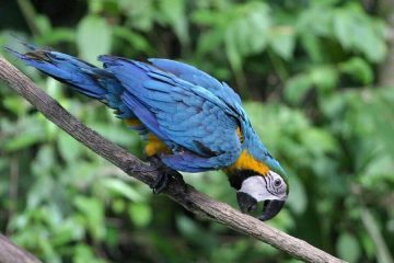 Cuyabeno Amazon macaw Ecuador