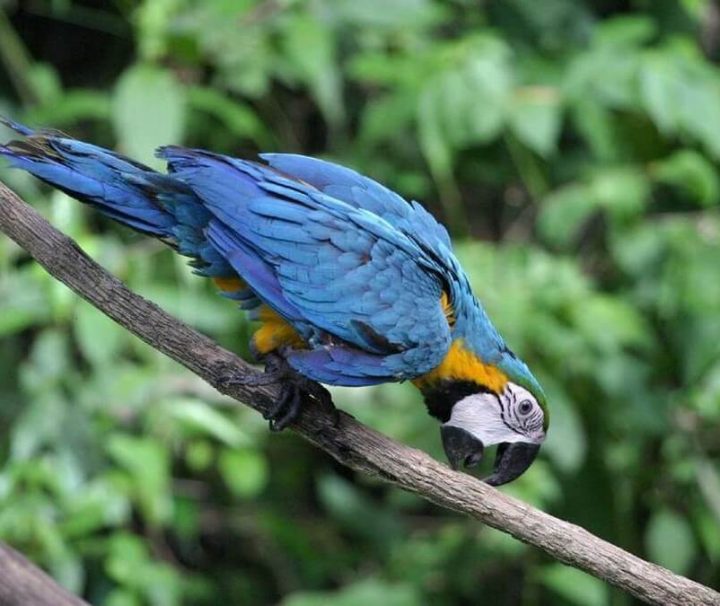 Cuyabeno Amazone macaw Ecuador