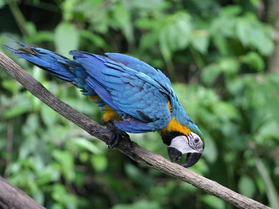 Cuyabeno Amazone macaw Ecuador