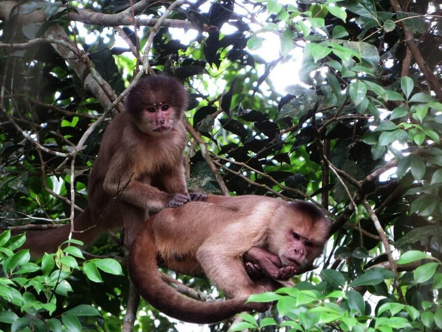 Kapucijnapen in het Amazone regenwoud