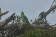 Parrot Cuyabeno Amazon tour