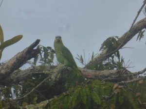 Parrot Cuyabeno Amazon tour
