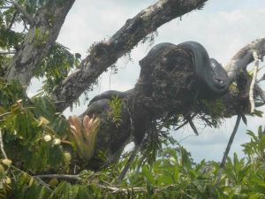 Anaconda in the Amazon