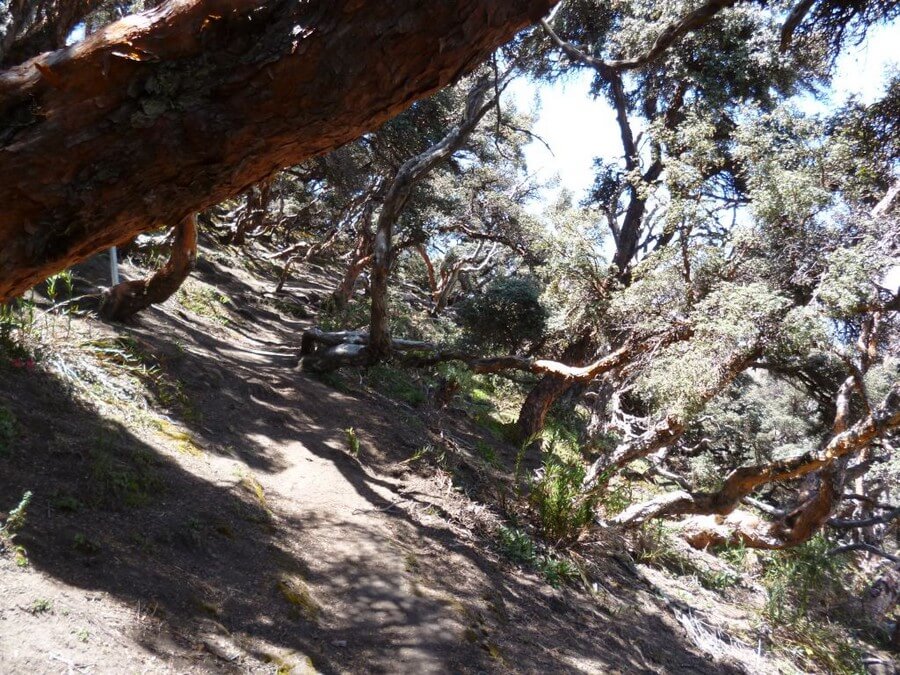 Polylepis trek, queñual trees