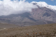 Polylepis Trek Chimborazo and Vicuñas