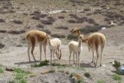 Baby vicuñas in de Colca Canyon