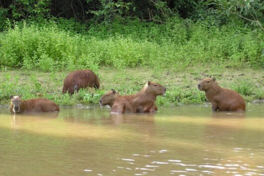Capybaras Amazon tours