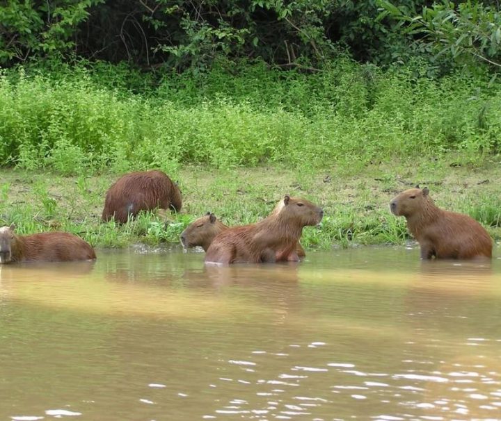 Capybaras Amazone tours Bolivia