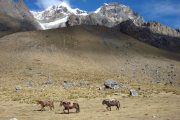 Horses on trail