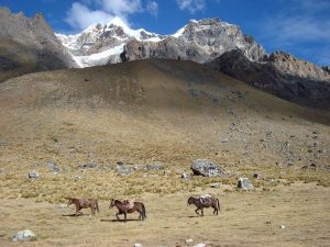 Horses on the Salkantay Trek