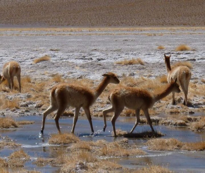 Vicuñas in Salar de Uyuni tour