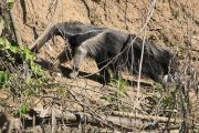 Giant Anteater