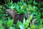 Capybara